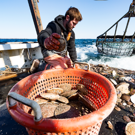 Man on fishing boat gathering scallops